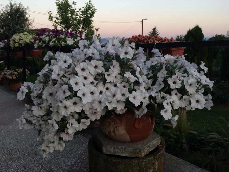 Petunia Tidal Wave Silver (4007)